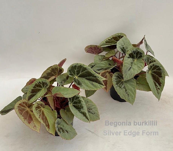<h4>Begonia burkillii Silver Edge Form 14cm [iridescent]</h4>