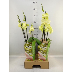 Phalaenopsis  'Ant Savona'