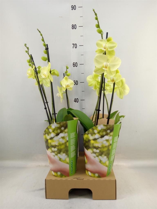 <h4>Phalaenopsis 'Ant Savona'</h4>