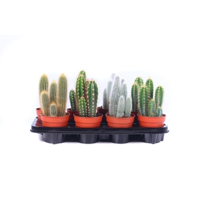 Cactus zuilen 12 cm
