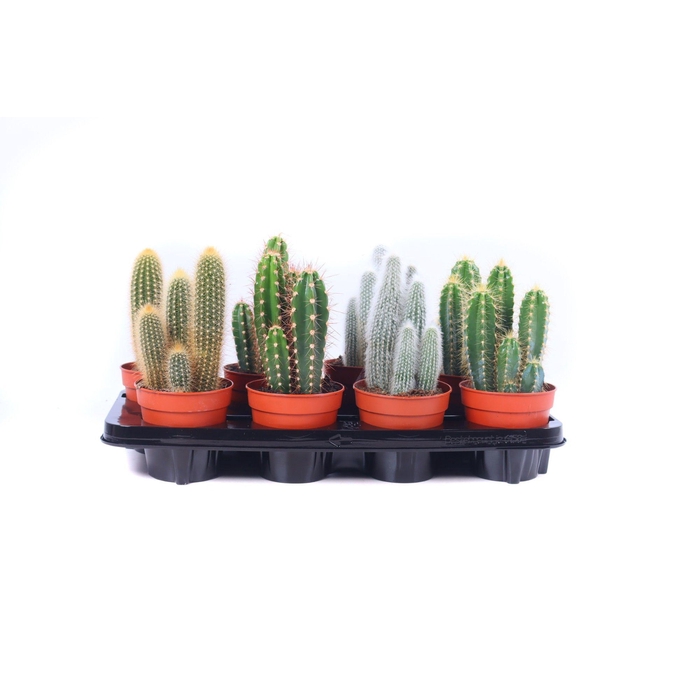<h4>Cactus zuilen 12 cm</h4>