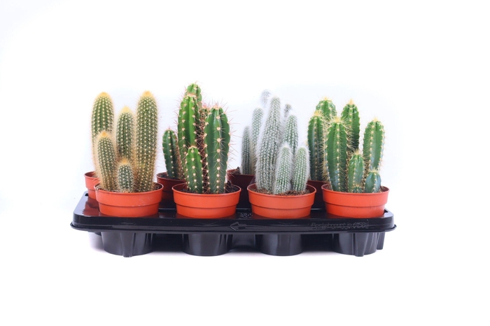 <h4>Cactus zuilen 12 cm</h4>