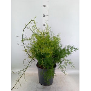 Asparagus dens. 'Sprengeri'