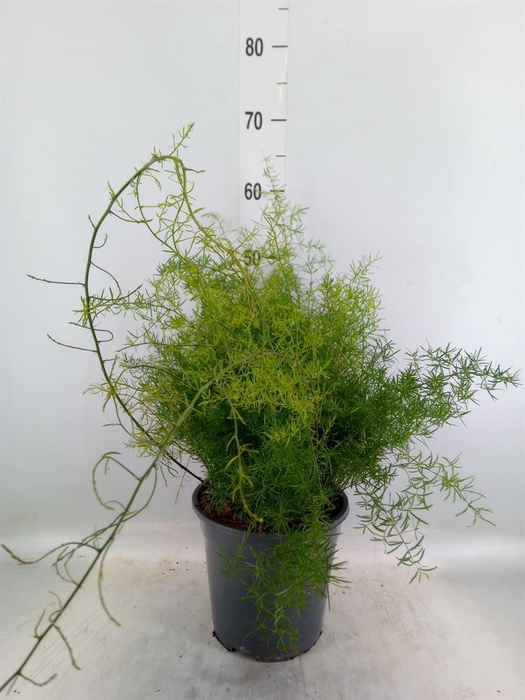 <h4>Asparagus dens. 'Sprengeri'</h4>