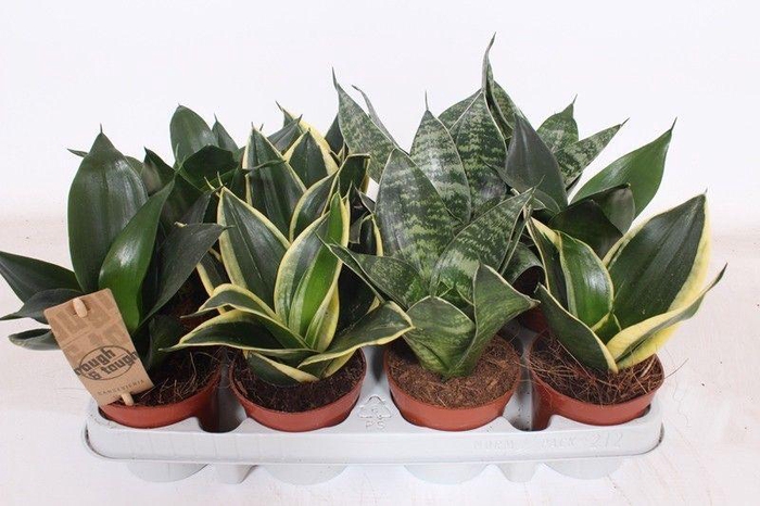 <h4>Sansevieria Hahnii Mix</h4>