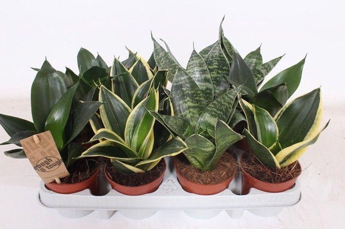 <h4>Sansevieria Hahnii Mix</h4>
