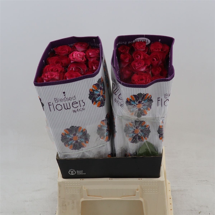 <h4>Rosa gr Riviera</h4>
