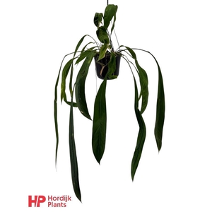 Anthurium Overig hangpot Vittariifolium