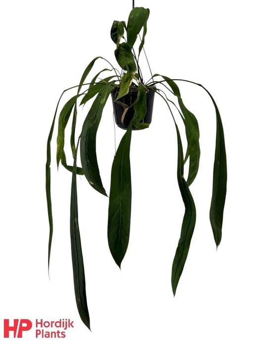 <h4>Anthurium Overig hangpot Vittariifolium</h4>