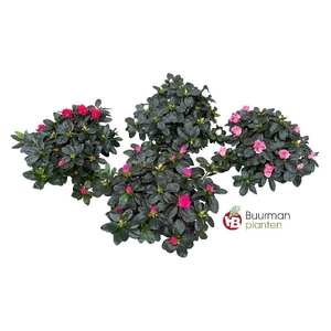 Rhododendron Simsii op kleur Azalea