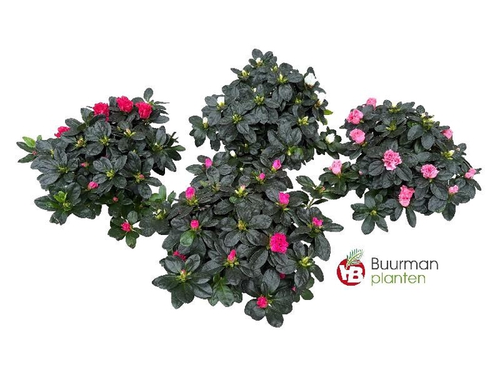Rhododendron Simsii op kleur Azalea
