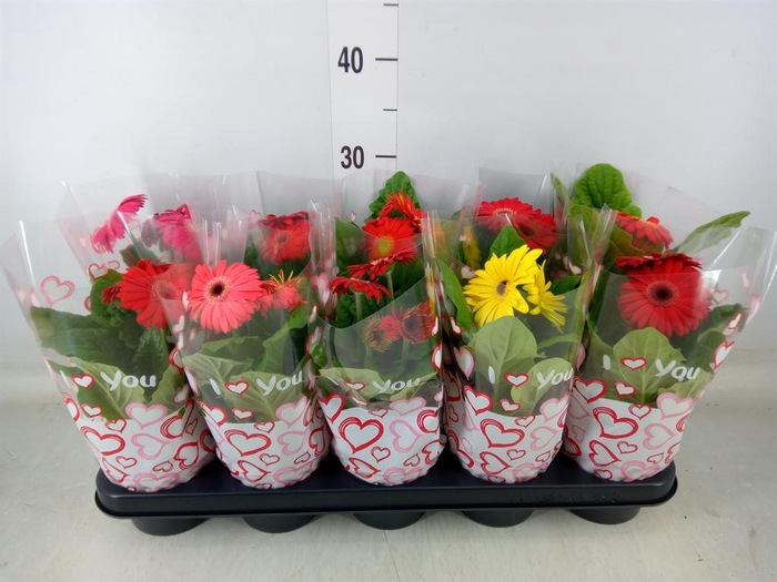 <h4>Gerbera  'Colourgame'   ...mix</h4>