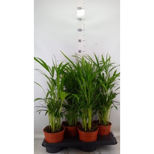 Dypsis lutescens   ...Chrysalidoca