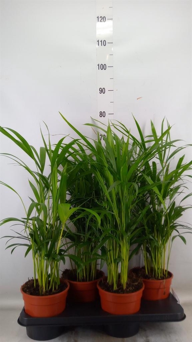 <h4>Dypsis lutescens   ...Chrysalidoca</h4>