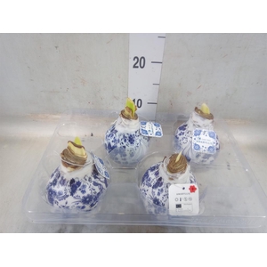 Hippeastrum   ...waxed