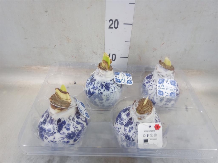 <h4>Hippeastrum   ...waxed</h4>