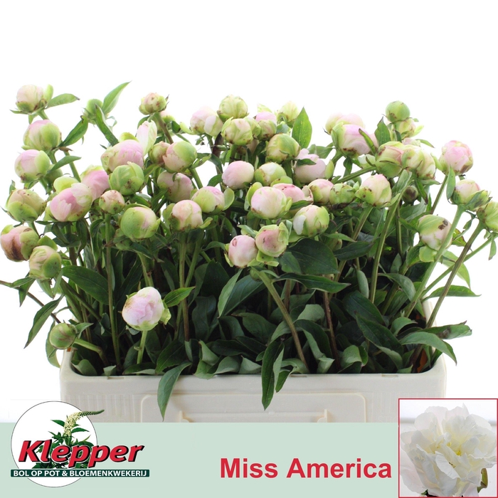 <h4>PAEO L MISS AMERICA</h4>