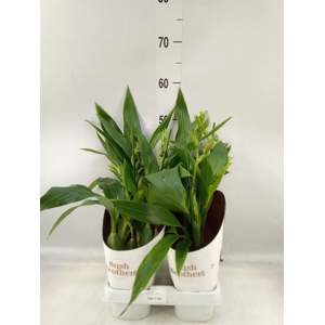Zygopetalum  'Trozy Blue'