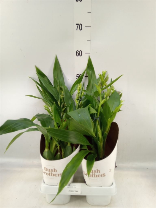 <h4>Zygopetalum  'Trozy Blue'</h4>