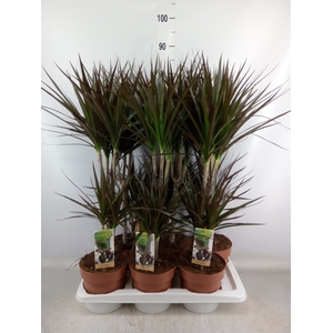 Dracaena marg. 'Magenta'