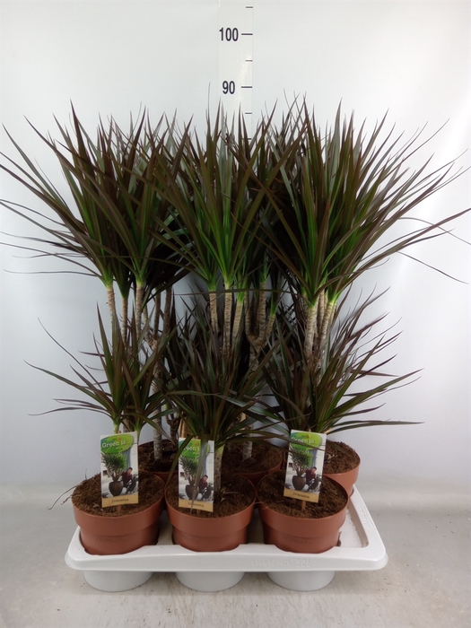 <h4>Dracaena marg. 'Magenta'</h4>