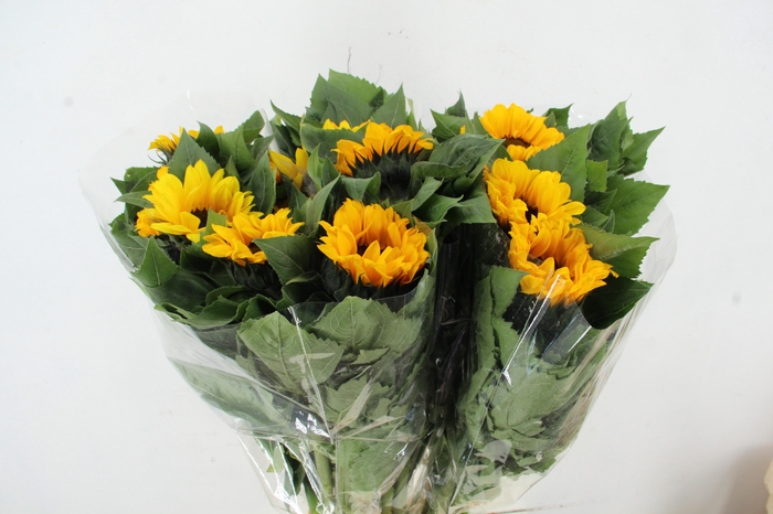 <h4>HELIANTHUS VINCENT</h4>