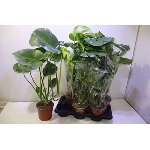 arr8 Monstera Deliciosa