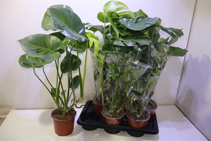 <h4>arr8 Monstera Deliciosa</h4>