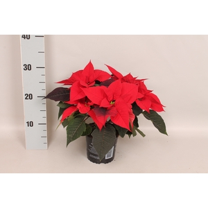 Poinsettia 13 cm Red