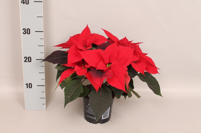<h4>Poinsettia 13 cm Red</h4>