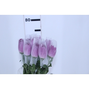 ANASTASIA LILAC 070 CM LILAS