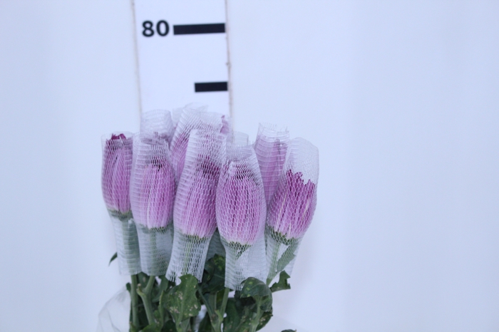 ANASTASIA LILAC 070 CM LILAS