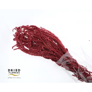 Dried Bleached Amaranthus Caudatus Wine Red