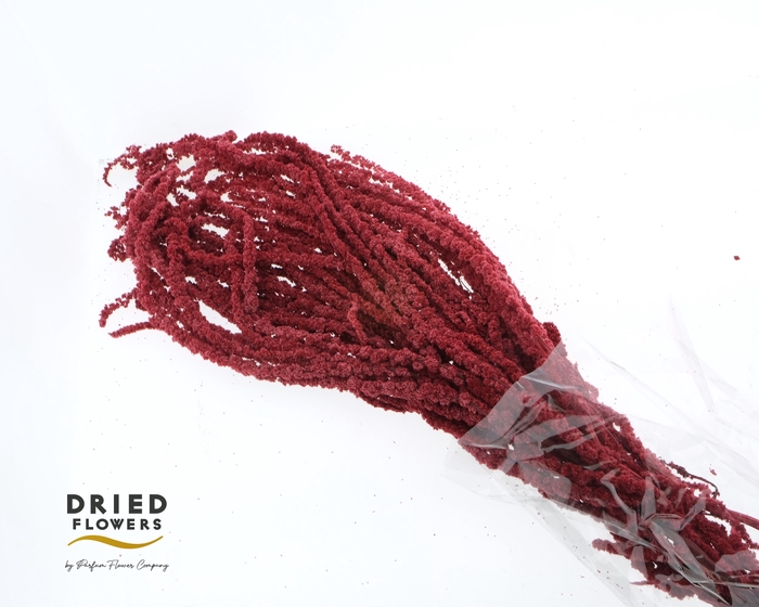 Amaranthus Preserved Wine Red