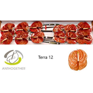 Anthurium Terra