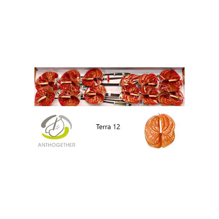 <h4>Anth A Terra</h4>