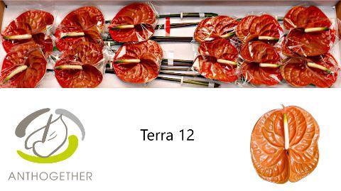 <h4>Anthurium Terra</h4>