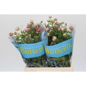 Ranunculus Butterfly Hera