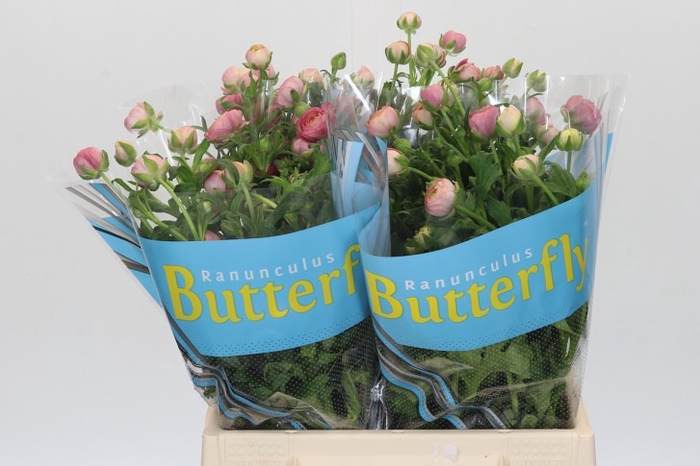 <h4>Ranunculus Butterfly Hera</h4>