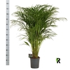 arr8 Dypsis Lutescens