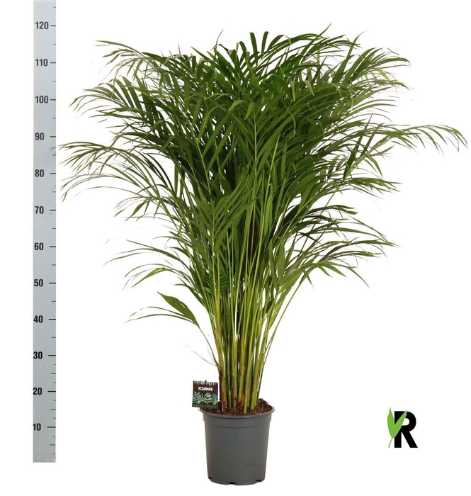 Dypsis Lutescens
