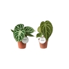Anthurium blad