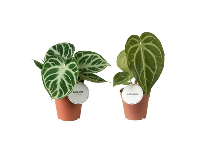Anthurium blad