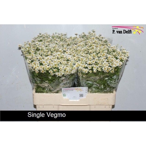 TANA PA SINGLE VEGMO