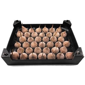 WAX PEER H%