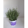 Lavandula ang. Hidcote