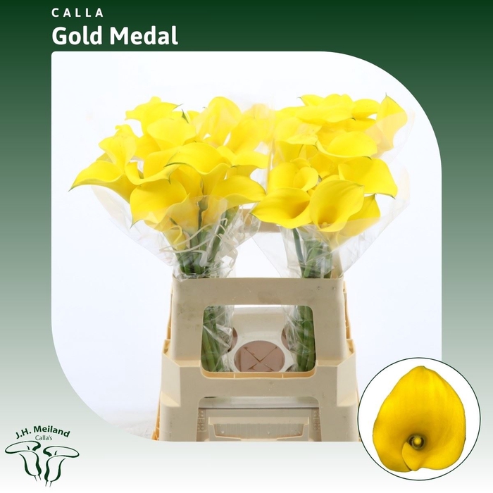 <h4>Calla Gold Medal | Dubbelbloemig</h4>