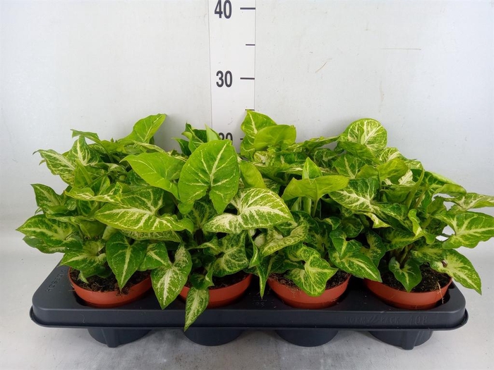 <h4>Syngonium  'Arrow'</h4>