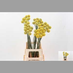 Craspedia Paintball Pop