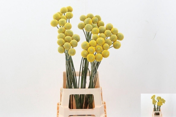 <h4>Craspedia Paintball Pop</h4>